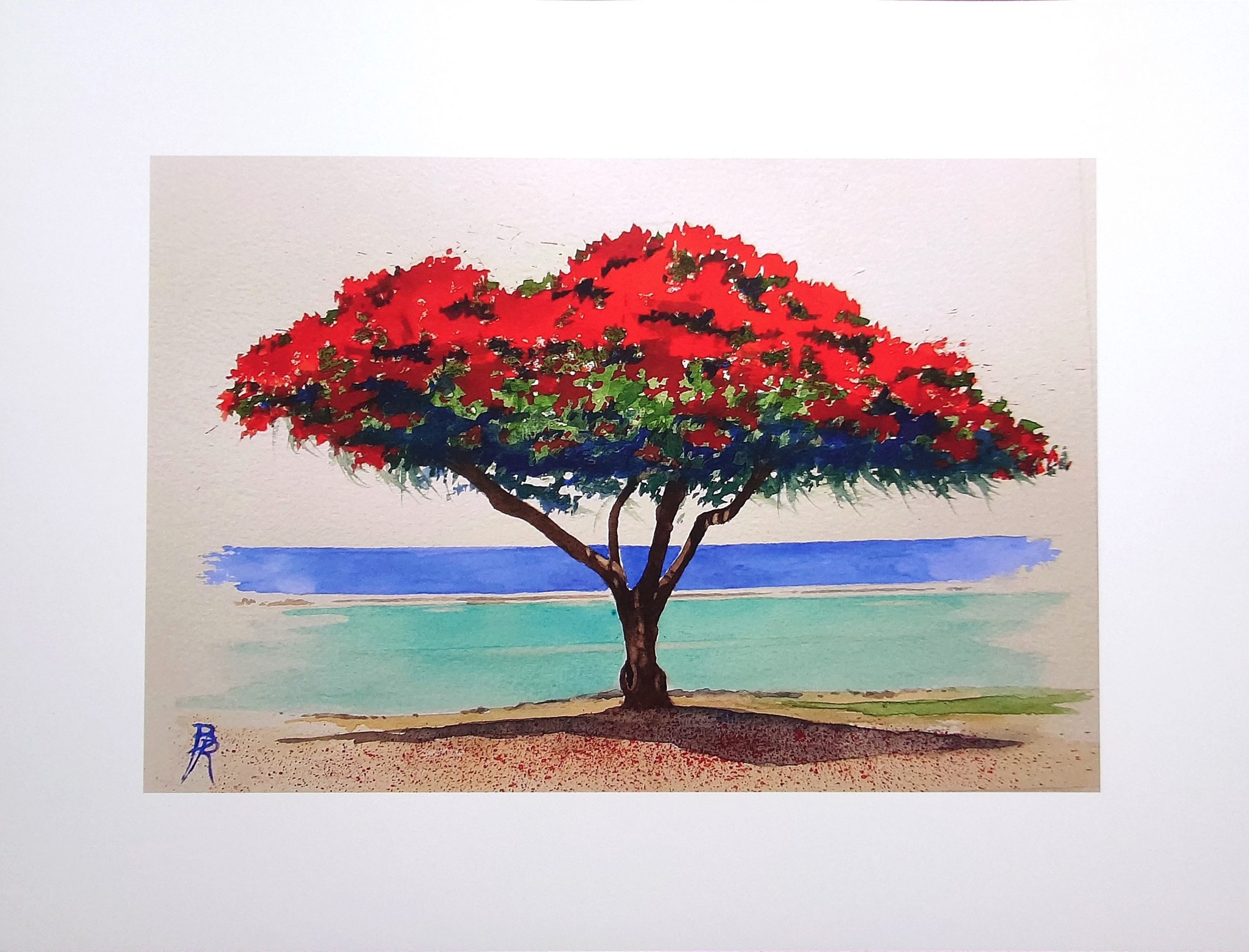 Reproduction d'une aquarelle originale du peintre Bertrand Rouby, d'un flamboyant rouge en fleurs au bord de la mer, en vente